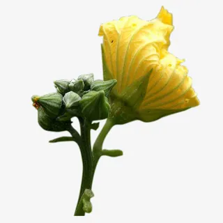 夏季蓓蕾初开的丝瓜花免抠