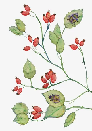 一株枸杞图片素材免抠