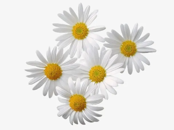 五朵白色菊花免抠