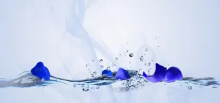 简约花瓣化妆品主图背景高清