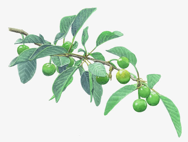 一株青梅图片素材免抠