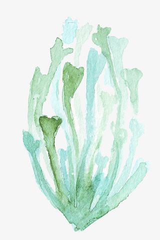 水彩草植物海藻免抠