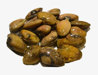 免抠素材蛤蜊图片免抠 免抠素材蛤蜊图片免抠