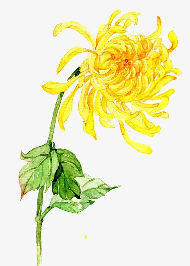 手绘菊花免抠