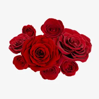 红玫瑰花朵免抠