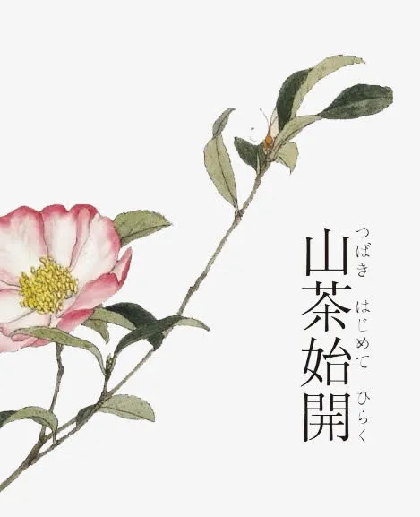 山茶花树枝素材免抠