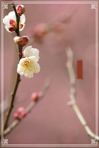 粉色摄影传统节气杏花线框背景高清