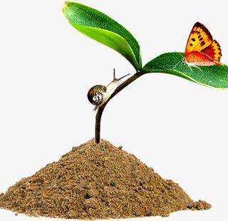 嫩芽破土而出免抠