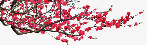 红色的梅花免抠