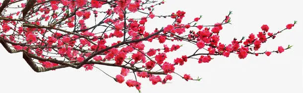 红色的梅花免抠