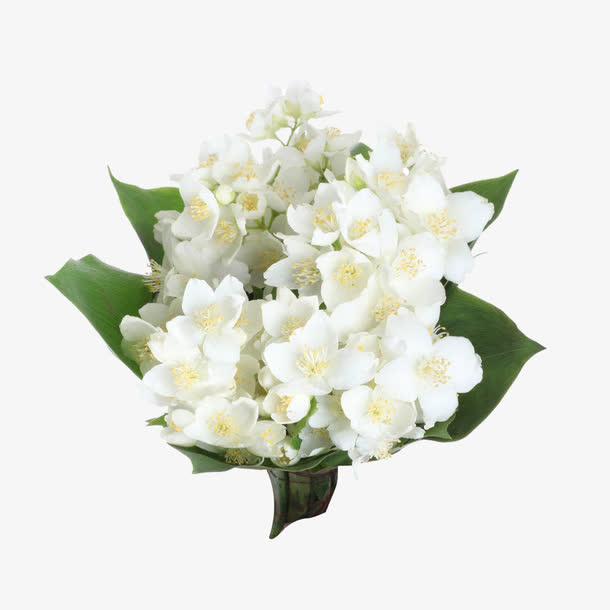茉莉花束免抠