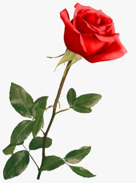 花草标签花卉图案素材免抠