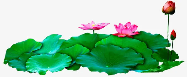 植物池塘莲花荷叶免抠