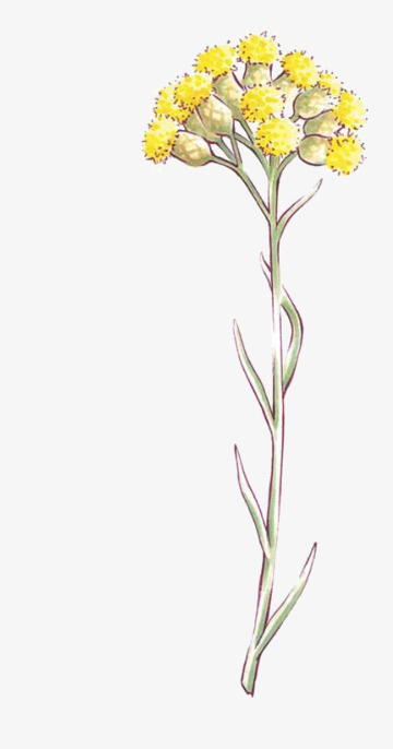 蜡菊，菊花，花免抠