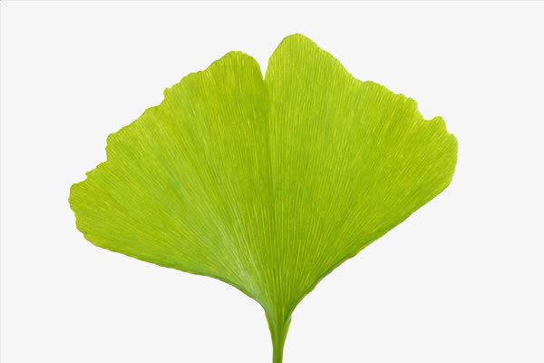 黄绿色银杏叶免抠
