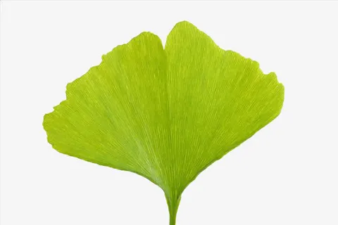 黄绿色银杏叶免抠