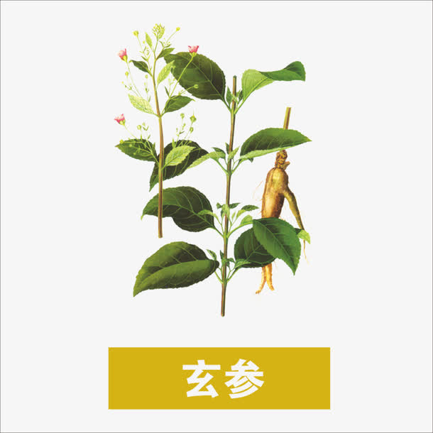 草药免抠