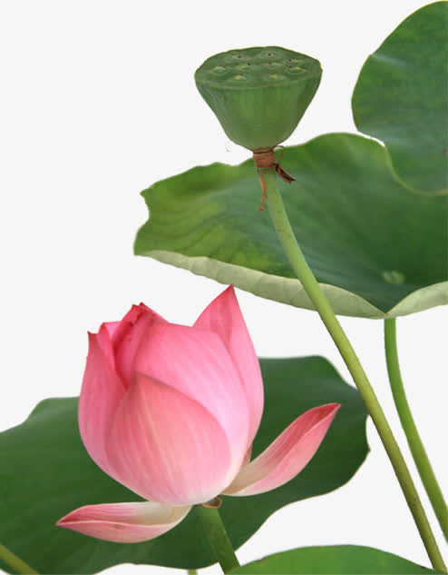 荷花 花朵 花卉免抠