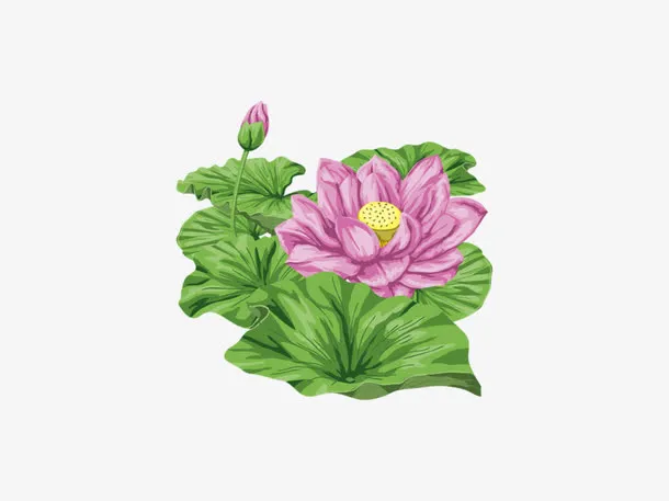 手绘荷花免抠