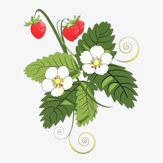 手绘水彩草莓透明免抠