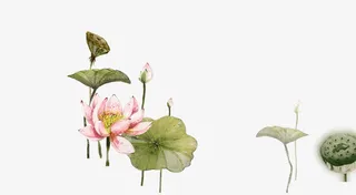 荷花素材免抠