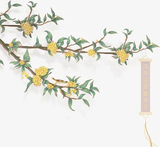 金桂 桂花 立秋 png免抠