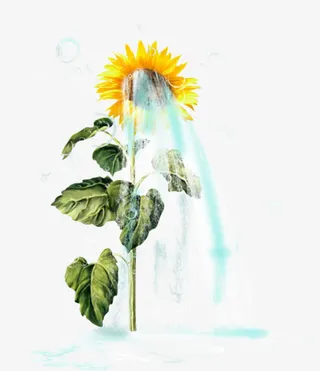 向日葵洒水免抠