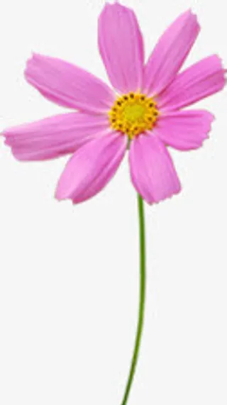 紫色唯美春天小花美景免抠