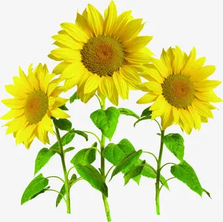 春天黄色儿童向日葵免抠