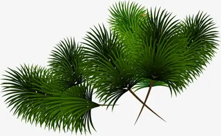 高清创意绿色的树枝摄影免抠