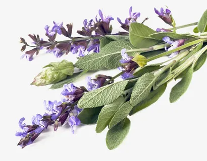 鼠尾草免费下载免抠