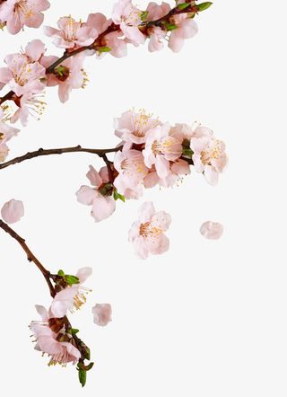 粉红桃花花枝装饰免抠