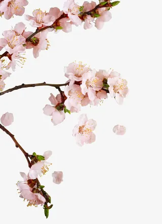 粉红桃花花枝装饰免抠