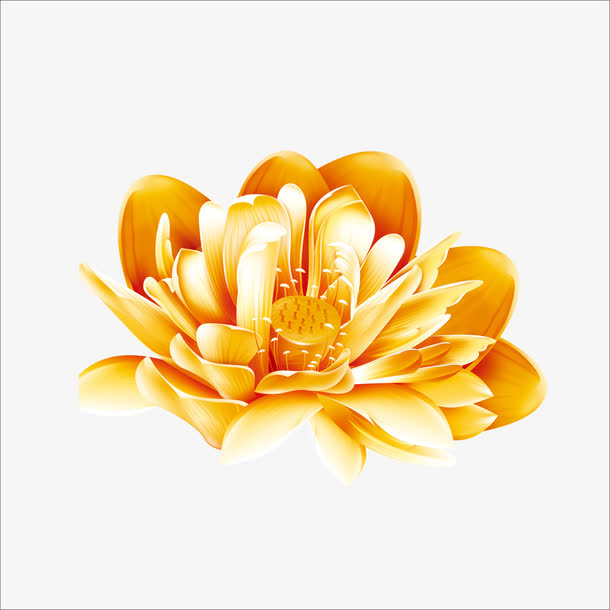 荷花免抠