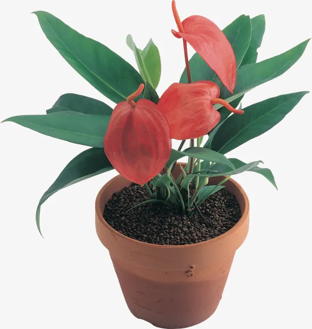 办公室植物红掌免抠