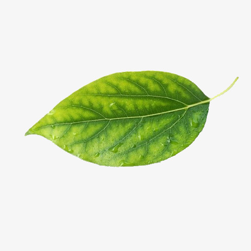 卡通手绘绿色的树叶免抠