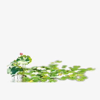 荷花池免抠