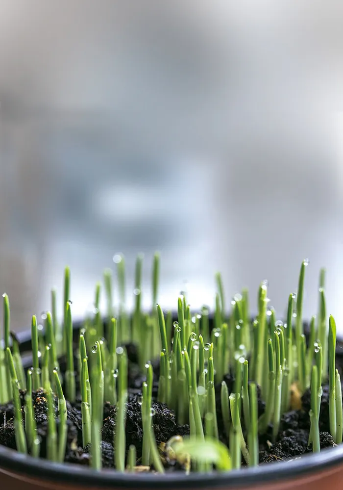 盆子里的绿植背景素材高清
