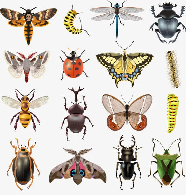 各种昆虫矢量免抠