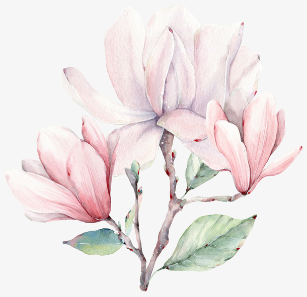 手绘卡通粉色玉兰花免抠