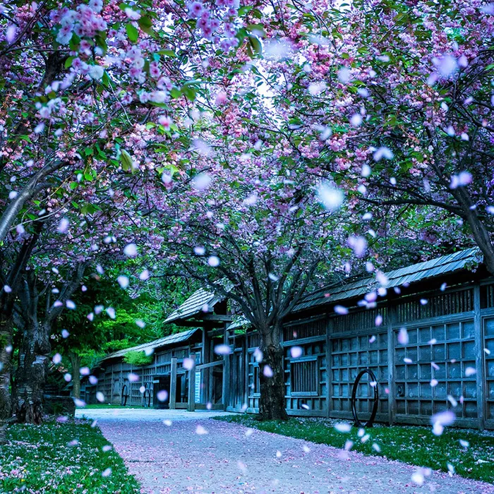 三生三世十里桃花茅草屋桃花浪漫高清