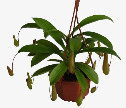 一盆猪笼草免抠