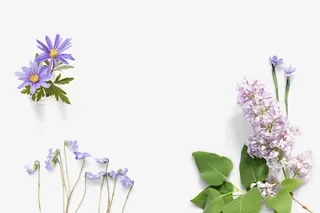 夏日植物紫色花朵叶子免抠