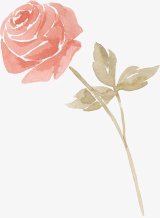 水彩粉色玫瑰花朵免抠