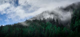 森林风景绿色电商海报背景高清