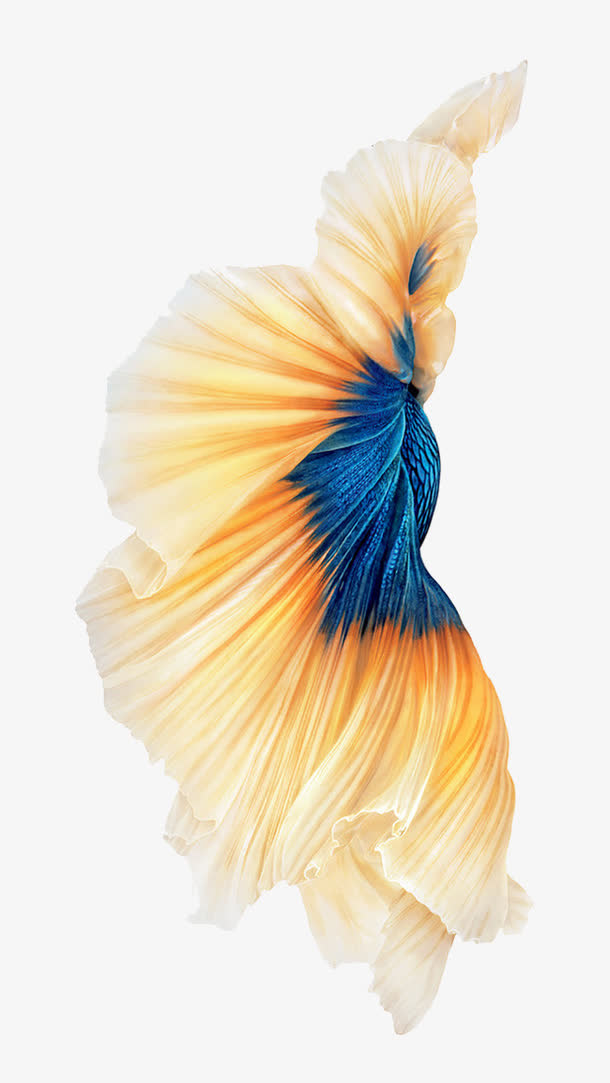 海底动物免抠