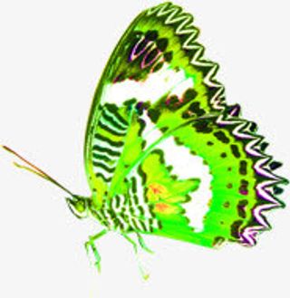 绿色春天手绘蝴蝶美景免抠装饰动物元素
