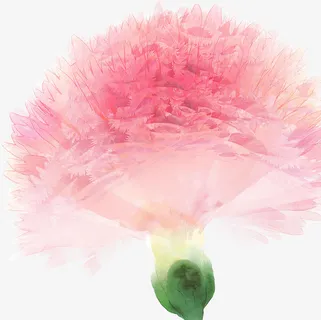 粉色康乃馨广告设计免抠