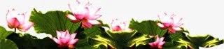 粉色荷花荷花池中秋免抠
