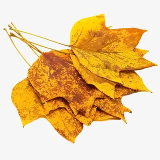 几千枯叶免抠
